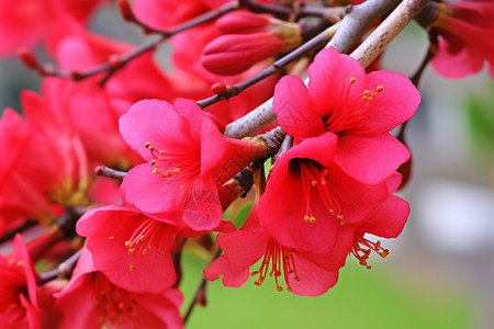 木棉花花园粉色木棉花高清图片