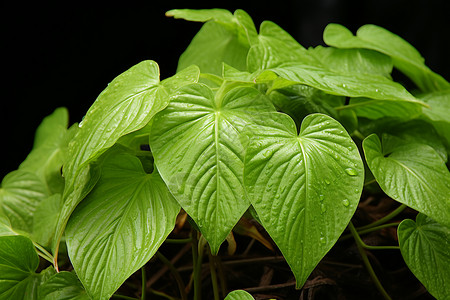 新鲜的绿色植物背景图片