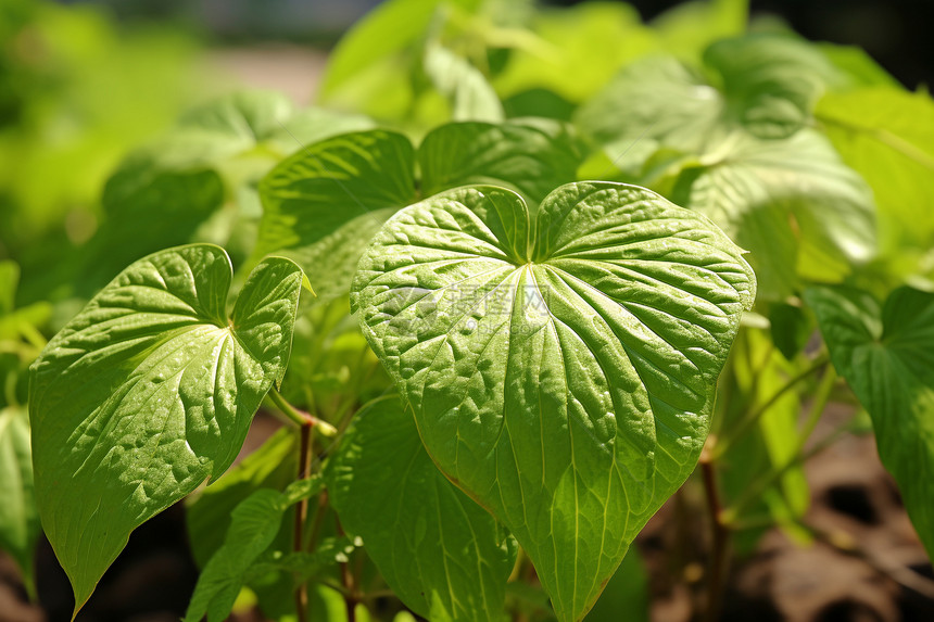 户外绿色的植物图片