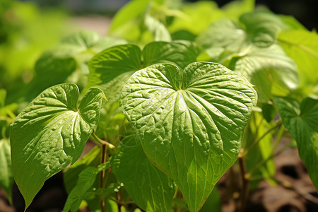 户外绿色的植物图片