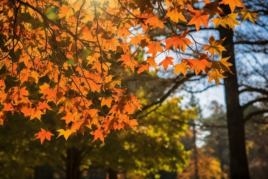 秋季树木上的树叶图片