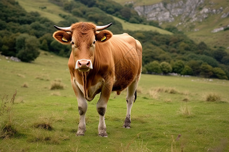 山丘上的牛背景图片