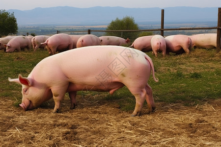 牧场饲养的猪高清图片