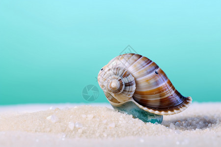 美丽的蜗牛壳图片
