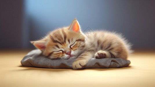 英国短毛猫可爱午睡图片