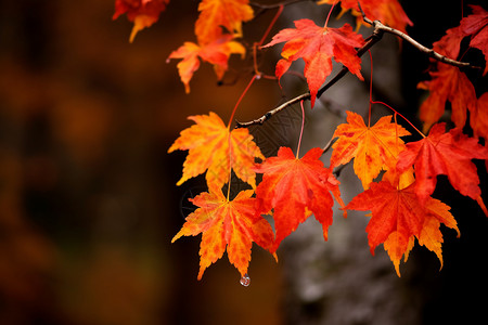 红色枫林雨后的秋天树叶背景