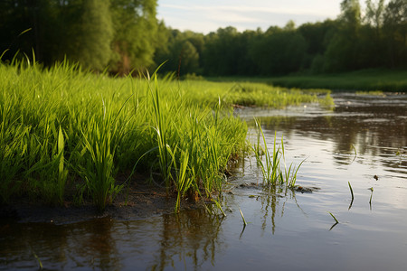 大麦叶子池塘边生长的绿色植物背景