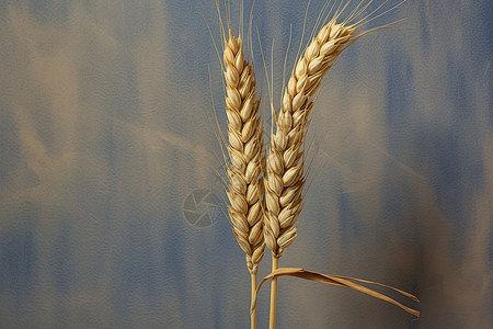 成熟麦穗饱满的麦穗设计图片