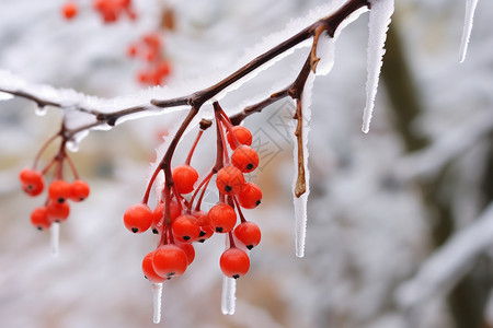 冬天的浆果图片