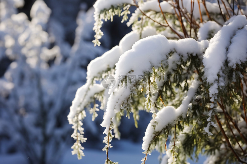 冬季户外的积雪图片