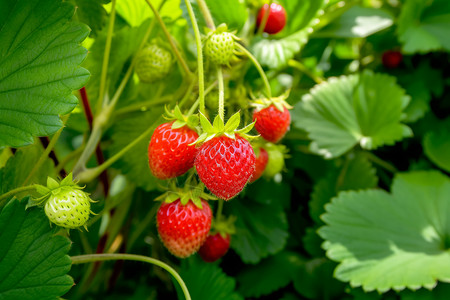 成熟的充满活力的美味草莓背景