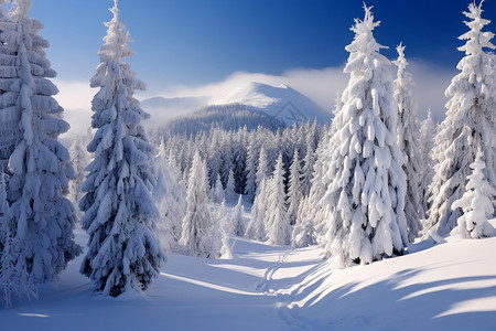 雪松树和森林白雪覆盖在松树上背景