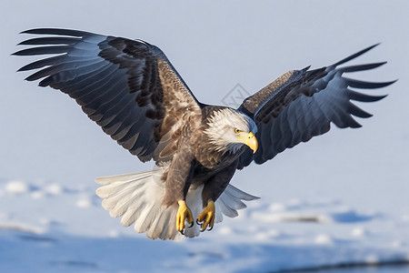 雪天飞翔的老鹰高清图片