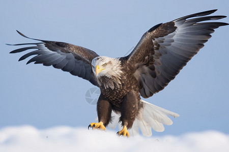 雪地上的野生白尾鹰高清图片
