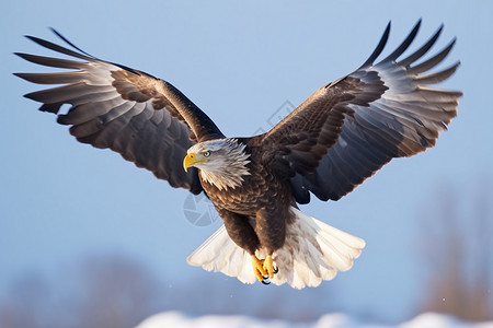 雪地上飞翔的老鹰高清图片