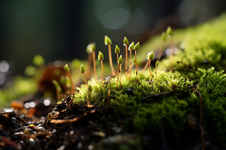苔藓植物苔藓植物高清图片