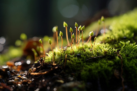 苔藓植物图片