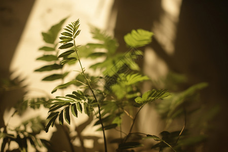 一株茂盛的绿植高清图片
