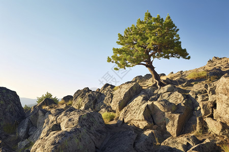 岩石中展出的松树背景图片