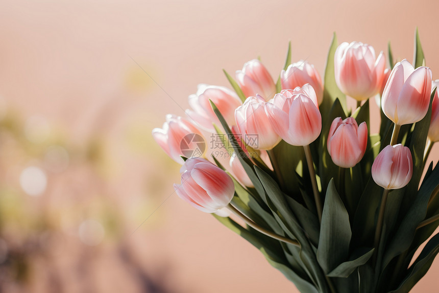 粉色郁金香花束图片