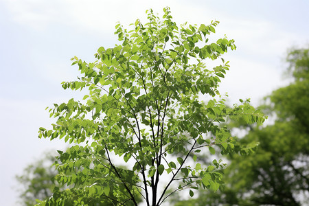 绿色落叶树背景图片