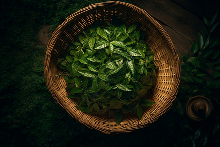 新鲜采摘的绿茶图片
