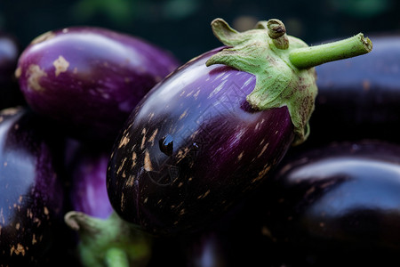 紫色茄子新鲜的茄子背景