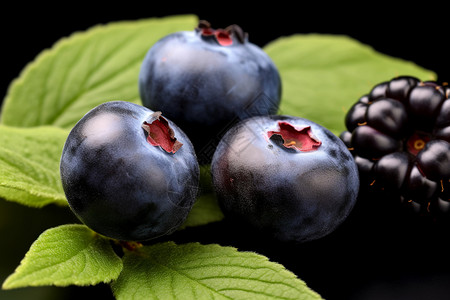 食品黑莓图片