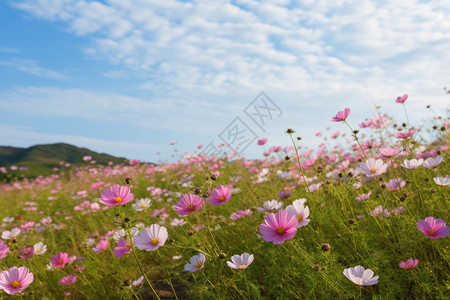 草甸上美丽的粉红野花高清图片