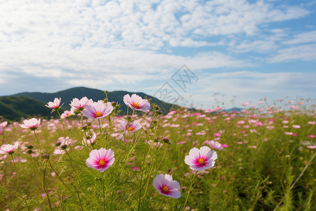 山间盛开的野花高清图片