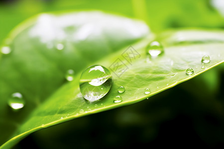 绿叶上的雨滴图片