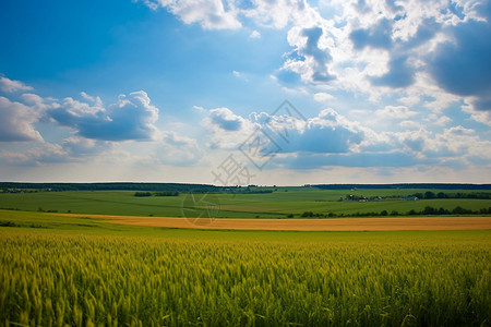 夏季村庄里的稻田图片