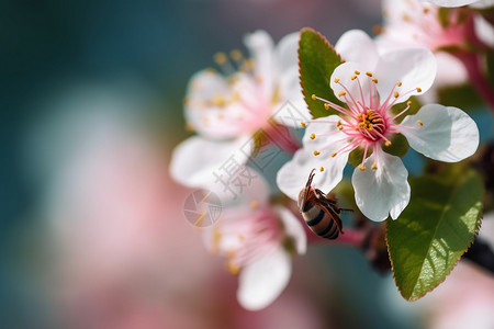 桃花上正在采蜜的蜜蜂图片