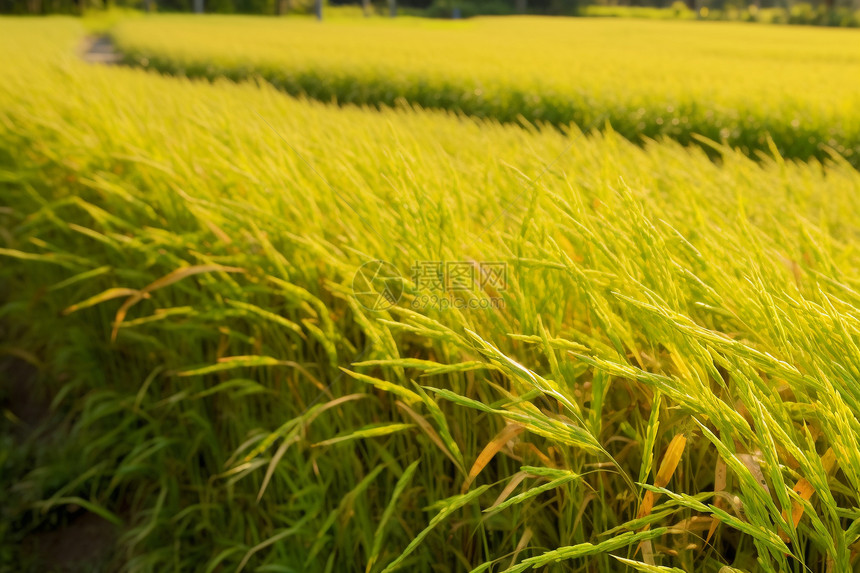 稻田里金黄色的水稻图片