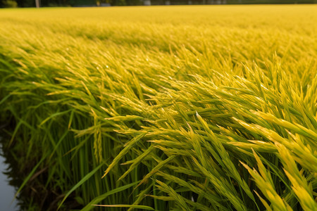 乡村稻田里的水稻背景图片