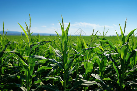 夏季农村种植的玉米田图片