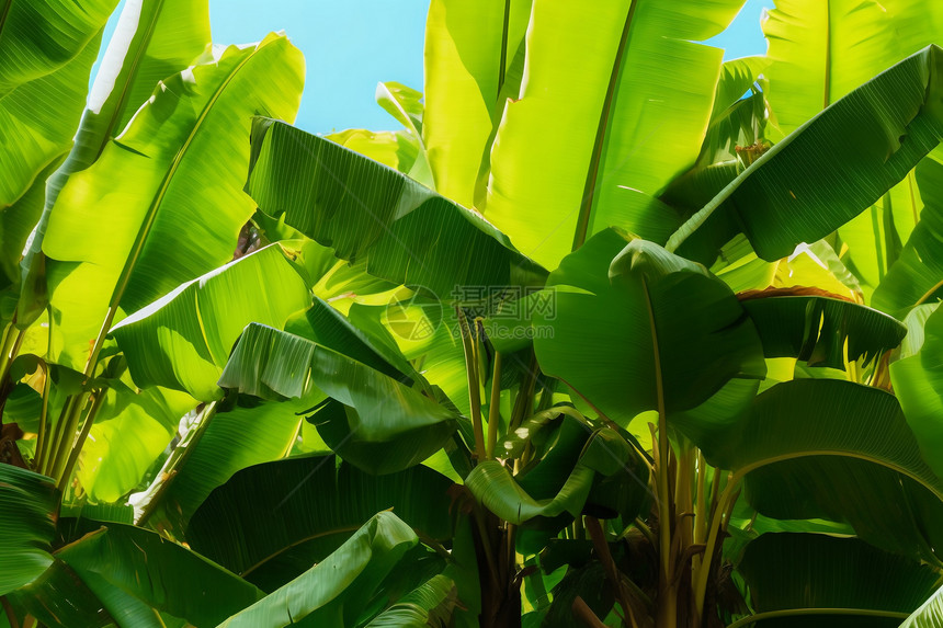 种植园中的香蕉树图片