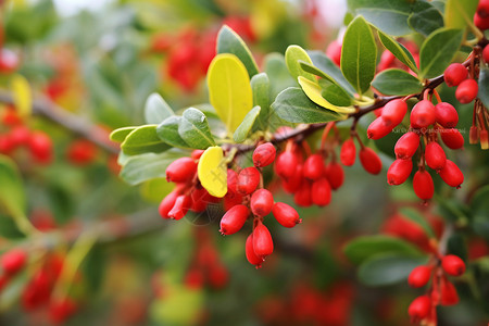 乡村浆果种植园图片