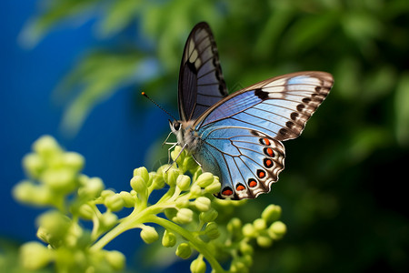 夏天花园中的蝴蝶背景图片