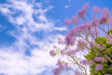 盛开的蓝花楹树图片