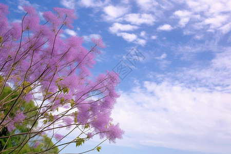 春天盛开的蓝花楹树图片