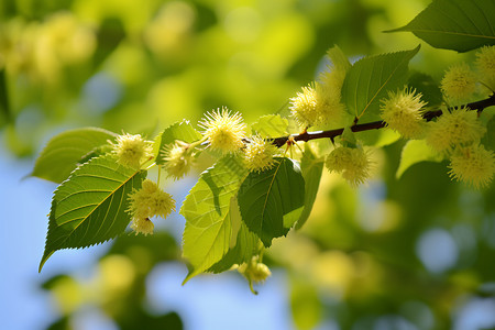 春天柠檬树的花朵背景图片