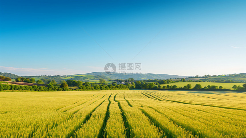 乡村小麦种植田图片