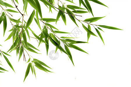 绿绿的竹叶和树枝背景图片