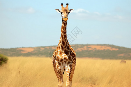 南非野外草原热带草原动物长颈鹿背景