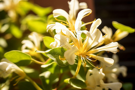 植被和白色花卉绽放的金银花背景