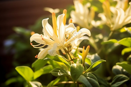 植被和白色花卉新鲜绽放的金银花背景