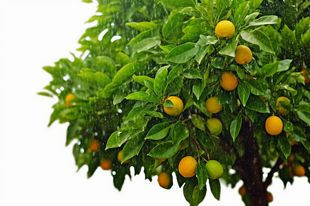 橘子果树果实图片