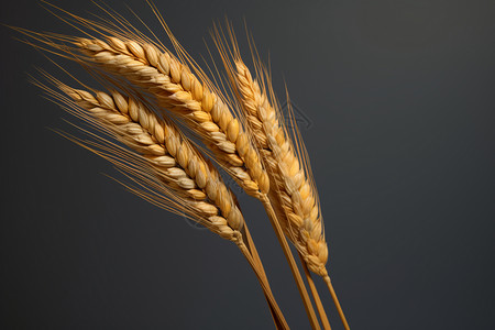 成熟小麦麦穗成熟的麦穗设计图片
