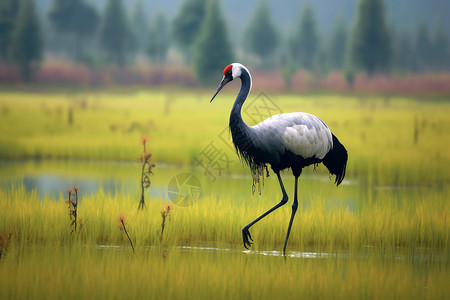 湿地中的黑颈鹤图片